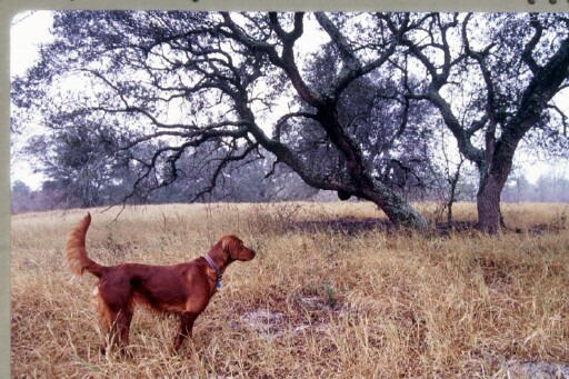 Dolly & Tree GA
