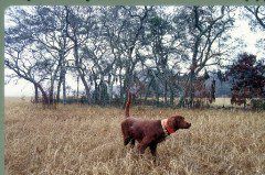 Otie & tree0001