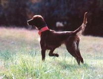 Gracie