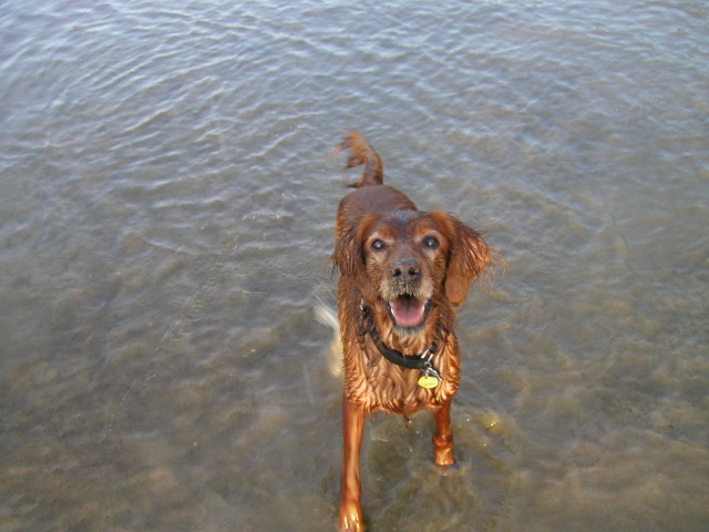 8/16/02 7:04  PM - Come on, Dad, throw the stick I brought to ya!