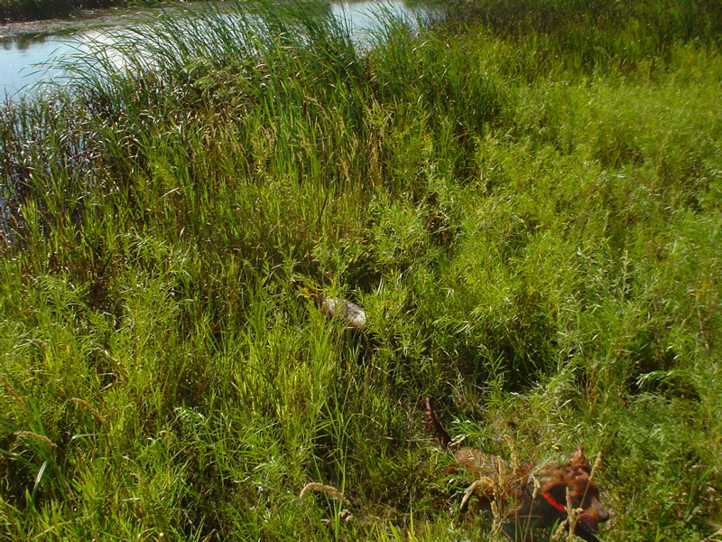 DSC01817.JPG