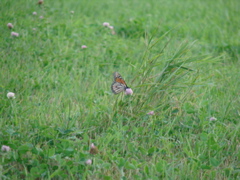 DSC00596.JPG