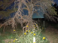 DSC00702.JPG