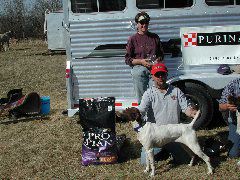 Waterford Shooting Dog Classic