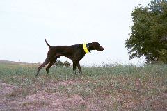 Georgia Dog1