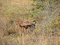 DSCF0604.JPG