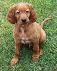 Clifford as a pup