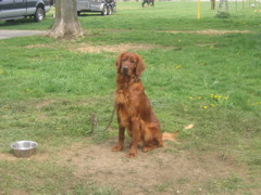 Rudy