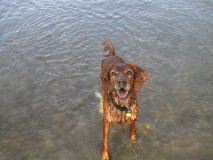 8/16/02 7:04  PM - Come on, Dad, throw the stick I brought to ya!