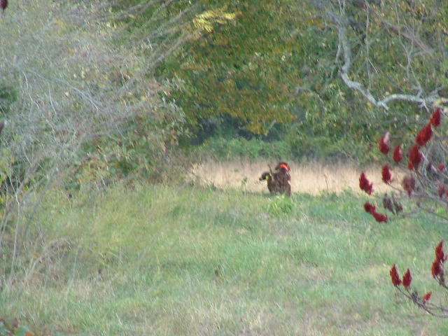 DSCF0280.JPG