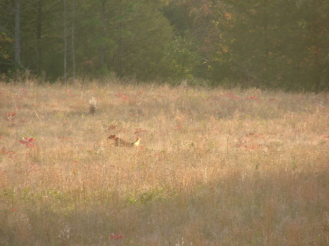 DSCF0287.JPG