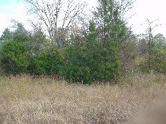 DSC00447.JPG