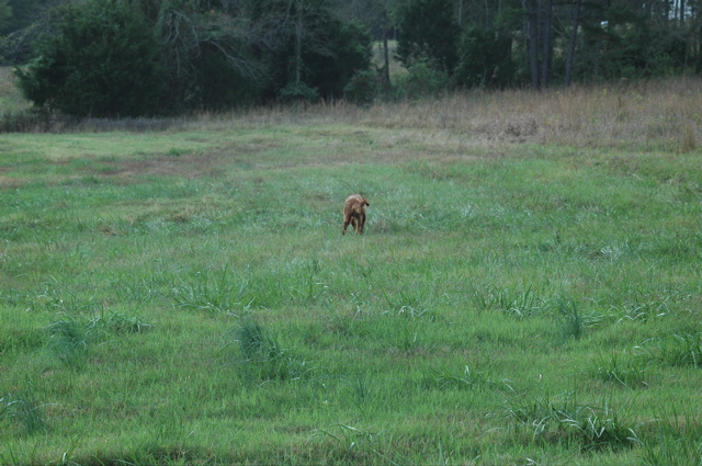 booneville04 076