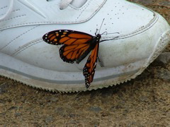 DSCF2708