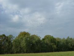 DSCF2712