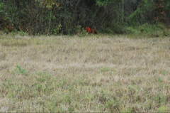 booneville04 063