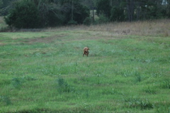 booneville04 076