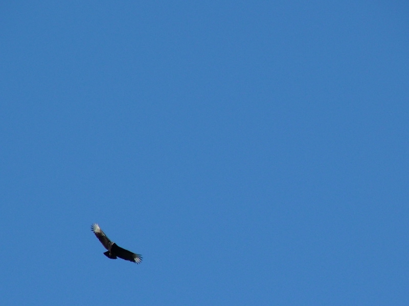 DSCF4900.JPG