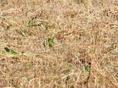 DSCF4909.JPG