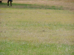 DSCF5015.JPG