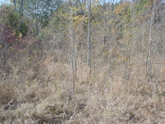 DSC03291.JPG
