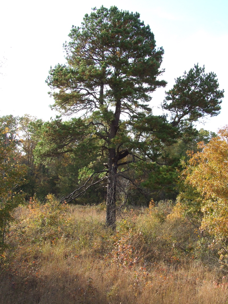 DSCF0252.JPG