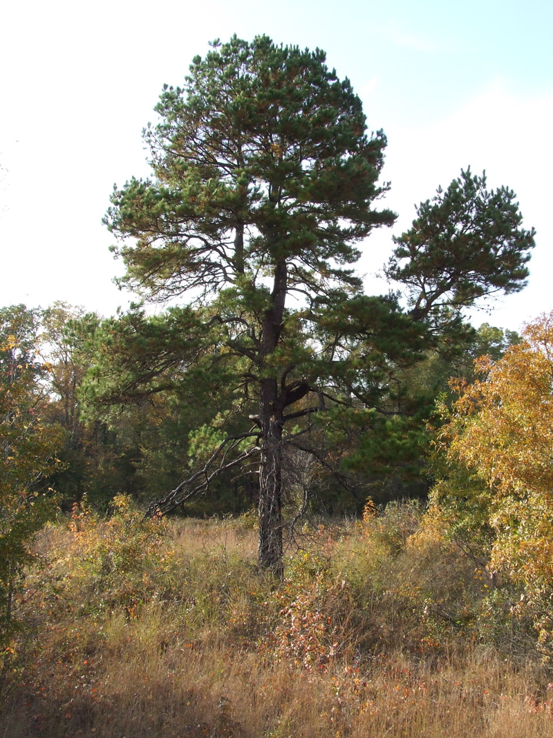 DSCF0253.JPG