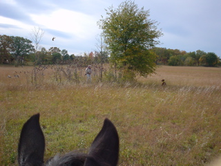 Baily - birds in air!