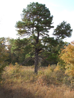 DSCF0252.JPG
