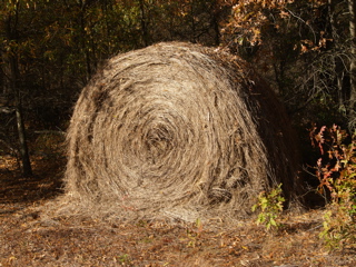 P1010847.JPG