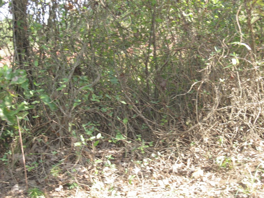 IMG_0417.JPG