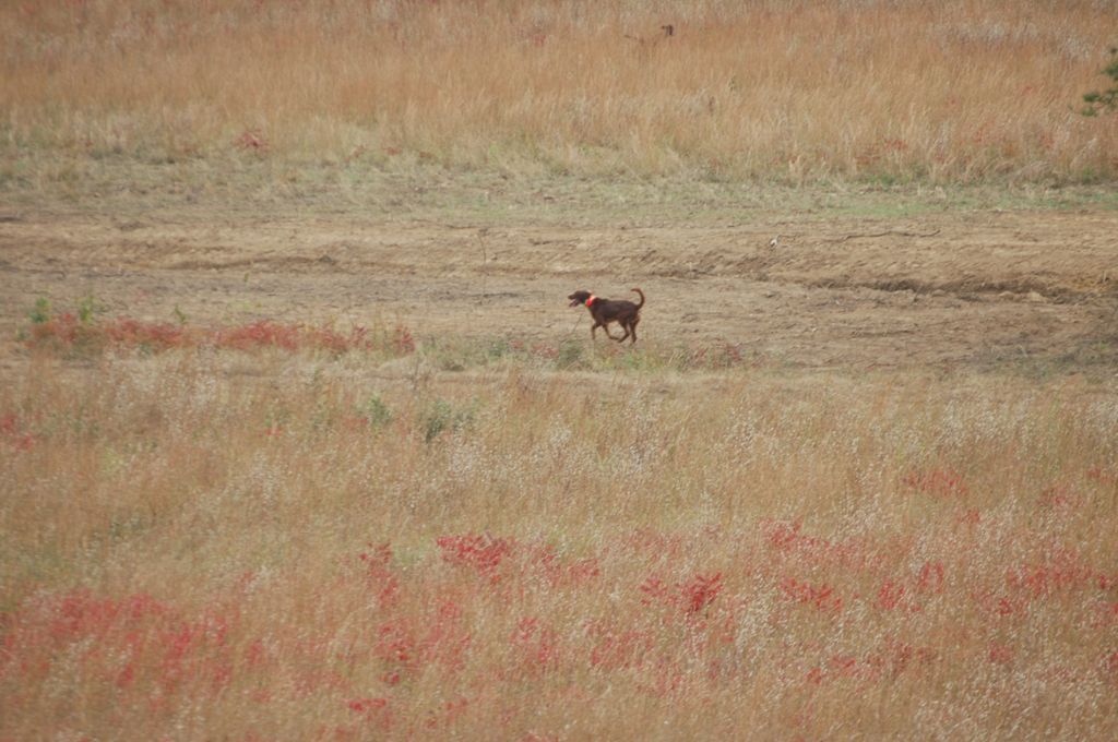 DSC_0223.JPG