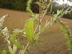SANY0032.JPG