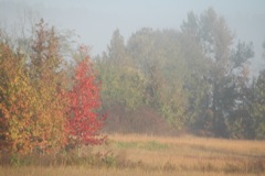 DSC_0158.JPG