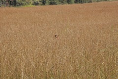 DSC_0172.JPG