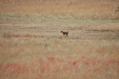 DSC_0223.JPG
