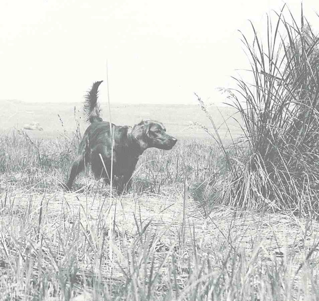 rita_point_best_black_white_bg_2