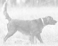 rita_point_black_n_white_bg