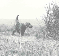 rita_point_best_black_white_bg_2