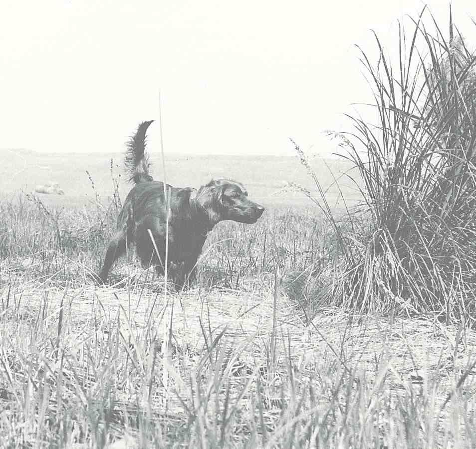 rita_point_best_black_white_bg_2