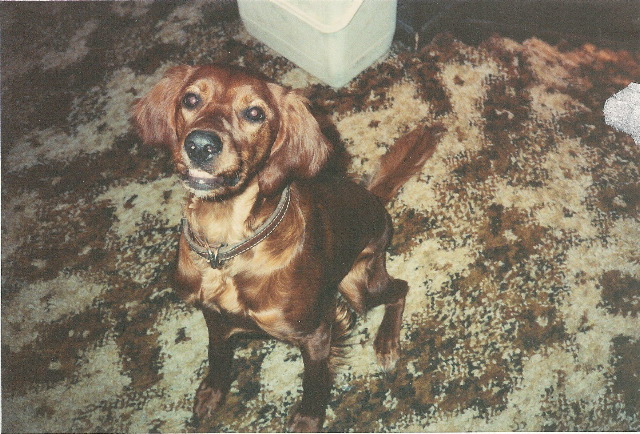 rita_sitting_attentive