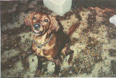 rita_sitting_attentive