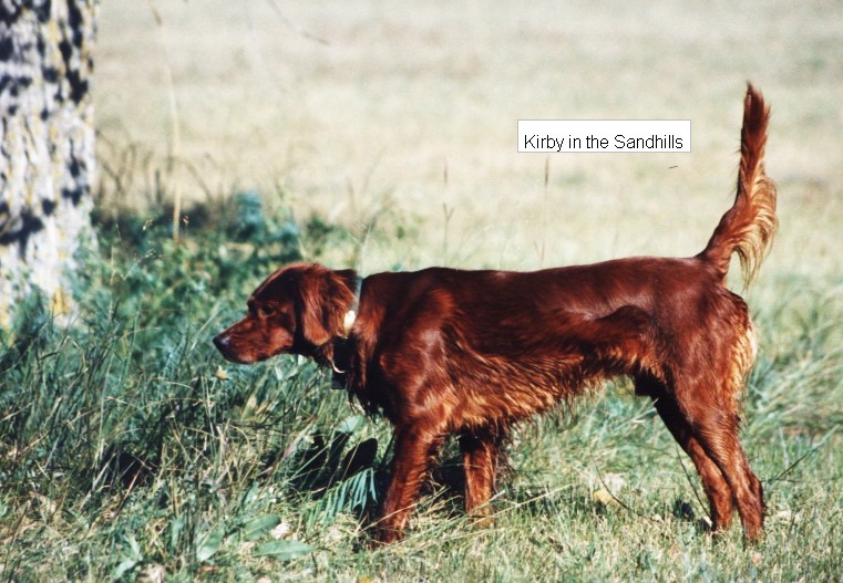 Sandhillls Kirby